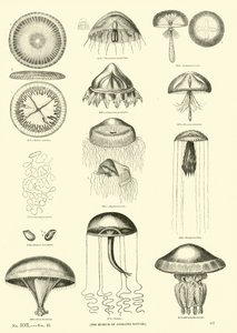 Seite aus dem Bildmuseum der belebten Natur