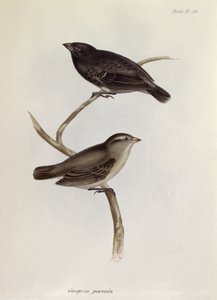 Paar von Geospiza Parvula, Illustration aus Die Zoologie der Reise der H.M.S. Beagle, 1832-36, von Charles Darwin, 1840 von English School