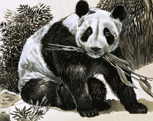 Panda von English School