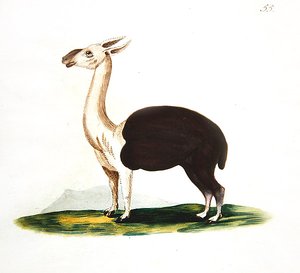 Peruanischer Guanako, ca. 1810 von English School