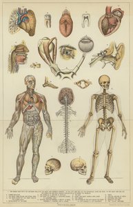 Physiologie von English School