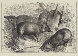 Zwergschweine aus Indien im Garten der Zoologischen Gesellschaft