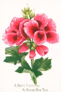 Rosa Blumen, Weihnachtskarte von English School