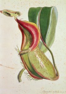 Kannenpflanze: Nepenthes villosa (insektenfressend), signiert H.K von English School