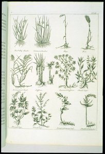 Pflanzen aus Culpepers English Physician and Complete Herbal, veröffentlicht 1790 von English School