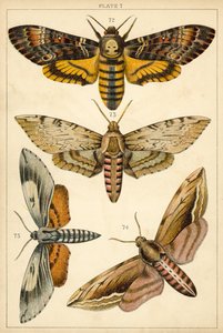 Tafel aus Unseres Landes Schmetterlinge und Motten (Chromolithografie)