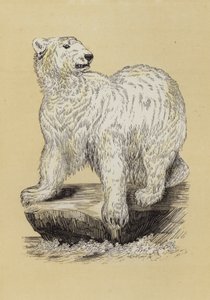 Eisbär von English School