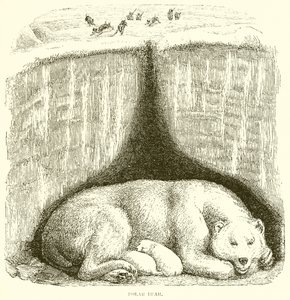 Eisbär von English School