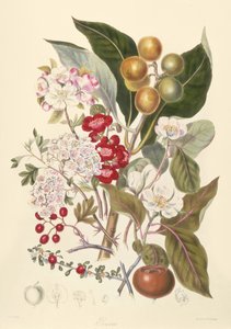 Pomaceae, der Apfelstamm von English School