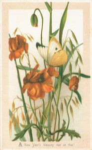 Mohnblumen und Schmetterling, Neujahrskarte von English School