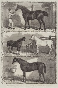 Preispferde in der Agricultural Hall, Islington (Gravur) von English School