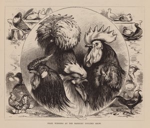 Preisträger auf der Banbury Geflügelschau (Gravur) von English School