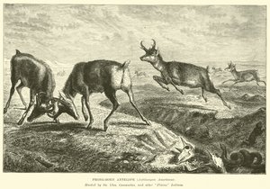 Gabelbock-Antilope, Antilocapra Americana von English School