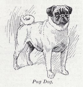 Mops von English School