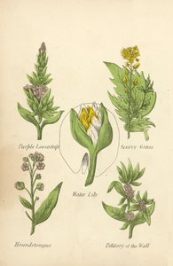 Blutweiderich, Skorbutkraut, Seerose, Hundszunge, Mauerpfeffer (Farblithografie) von English School