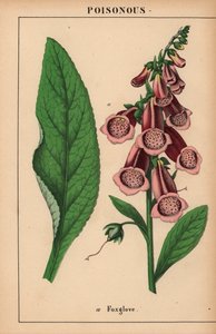 Roter Fingerhut, aus "The Instructive Picturebook, or Lessons from the Vegetable World," [Charlotte Mary Yonge], Edinburgh