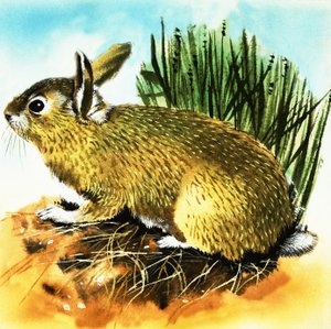 Kaninchen von English School