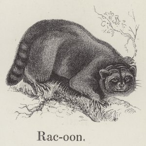 Waschbär