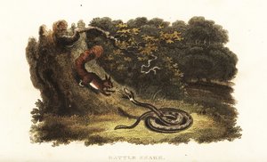 Klapperschlange bezaubert ein Eichhörnchen vom Baum herunter von English School