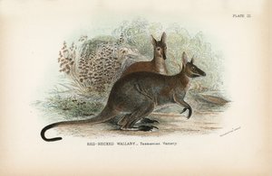 Rotnackenwallaby, Tasmanische Variante von English School