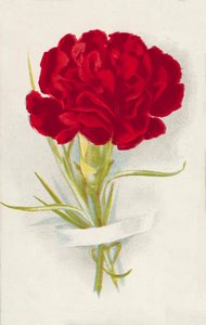 Rote Nelke von English School