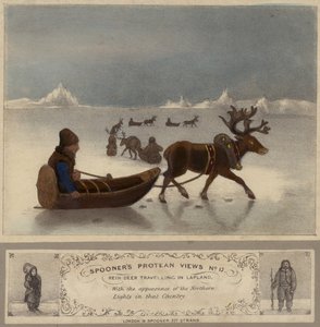 Rentiere reisen in Lappland
