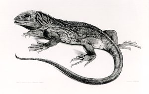 Reptil, Illustration aus 