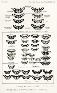 Ähnlichkeiten in tropischen amerikanischen Schmetterlingen, Illustration aus The Hope Reports, Bd. II, 1897-1900, herausgegeben von Edward B. Poulton, Oxford, 1901 von English School