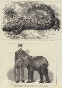 Bewohner des Londoner Zoos (Stich) von English School