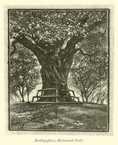 Rastplatz, Richmond Park von English School
