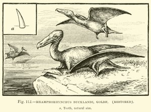 Rhamphorhynchus Bucklandi, Goldf (restauriert)