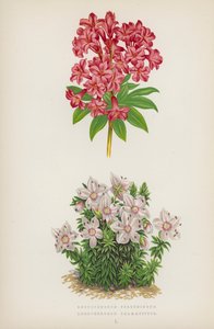 Rhododendron Ferrugineum; Rhododendron Chamaecistus