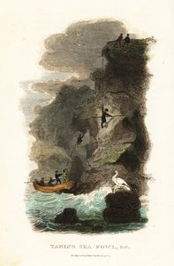 Felsenjäger jagen nach Raubmöwen und Eiern auf den Färöer-Inseln von English School