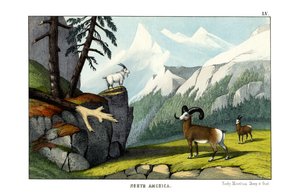 Rocky-Mountain-Schaf von English School