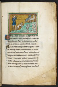 Ein Jäger oder Bauer mit Hunden, der Ziegen verfolgt, aus Bestiarium (ff. 3-141), Lapidarium (ff. 141v-149), 2. Viertel des 13. Jahrhunderts von English School