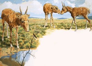 Saiga-Antilope