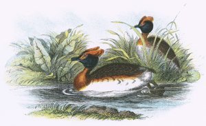 Sklavonischer Taucher