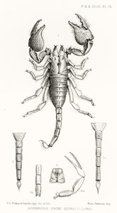 Skorpione aus Somaliland, Illustration aus The Hope Reports, Bd. II, 1897-1900, herausgegeben von Edward B. Poulton, Oxford, 1901