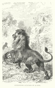 Der schottische Missionar David Livingstone wird in Afrika von einem Löwen angegriffen von English School