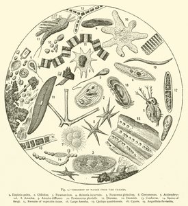 Sediment des Wassers aus der Themse (Gravur) von English School