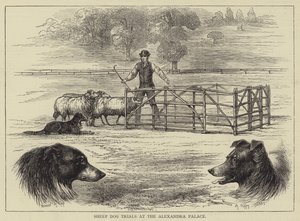 Schafhundewettbewerbe im Alexandra Palace (Gravur) von English School