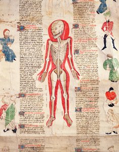 Skelett, aus De arte phisicali e de cirugia von John Ardene, 1412 von English School