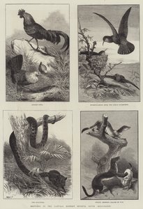 Skizzen im Naturhistorischen Museum, South Kensington (Gravur) von English School