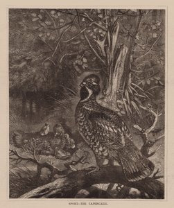 Sport, Das Auerhuhn (Gravur) von English School