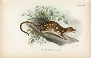 Gefleckter Schwanzbeutler von English School