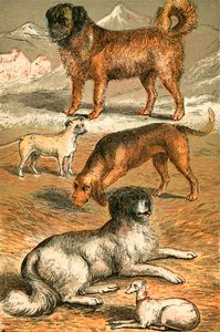 Bernhardiner, Bulldogge, Bluthund, Neufundländer und Italienischer Windhund von English School
