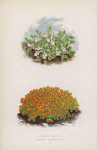 Stachys Corsica; Nertera Scapanioides von English School