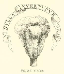 Stephan von English School