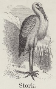 Storch (Gravur) von English School