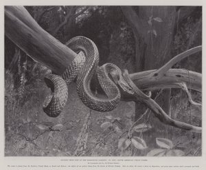 Studien aus dem Leben im Zoologischen Garten, südamerikanische Korallenschlange von English School